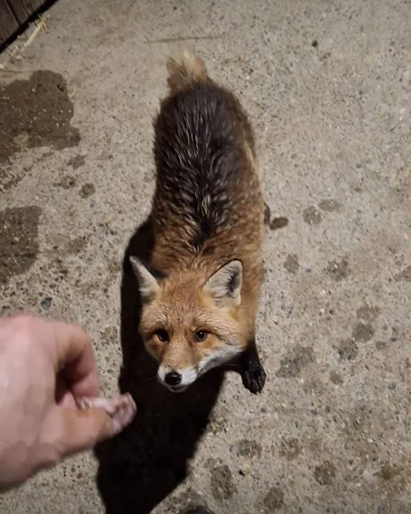 Le renard lève les yeux vers la personne qui le photographie