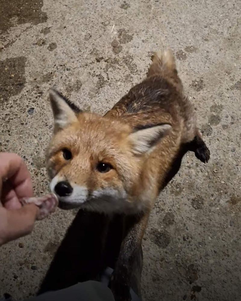 Le renard de près, museau tendu
