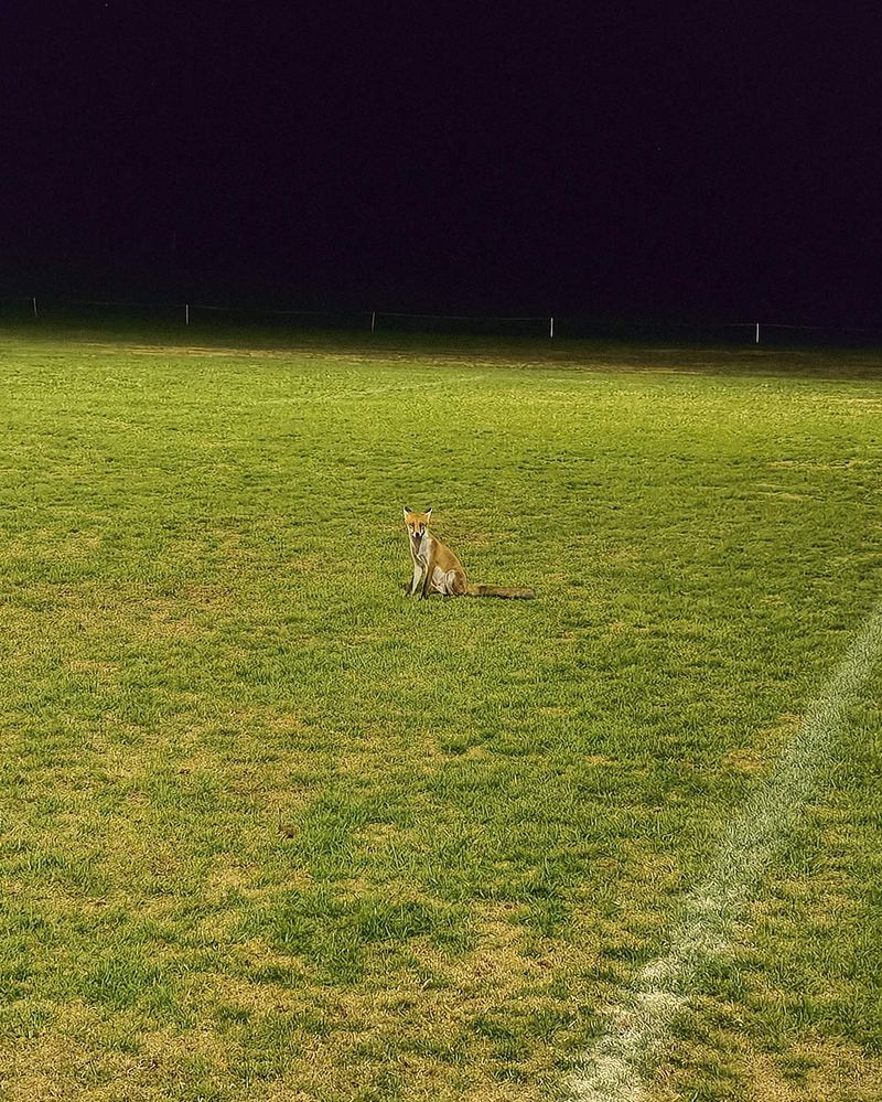 Le renard assis au milieu du terrain, regardant l'objectif