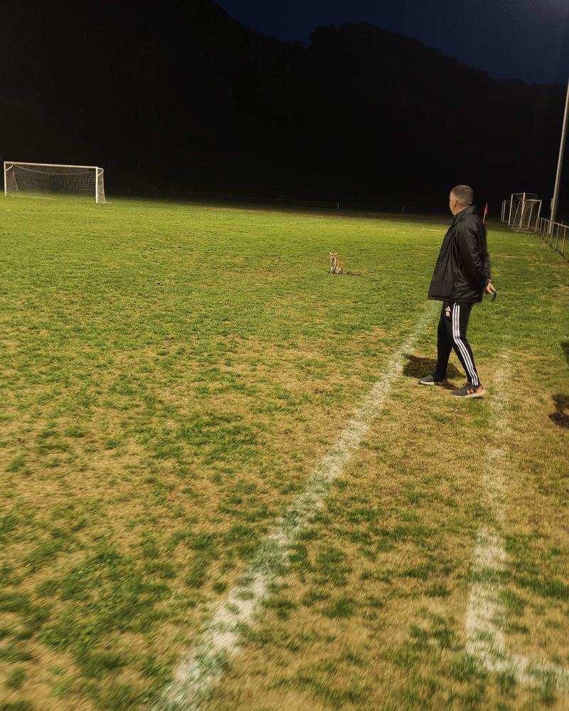 Un entraîneur observe le renard assis sur la pelouse pendant l'entraînement