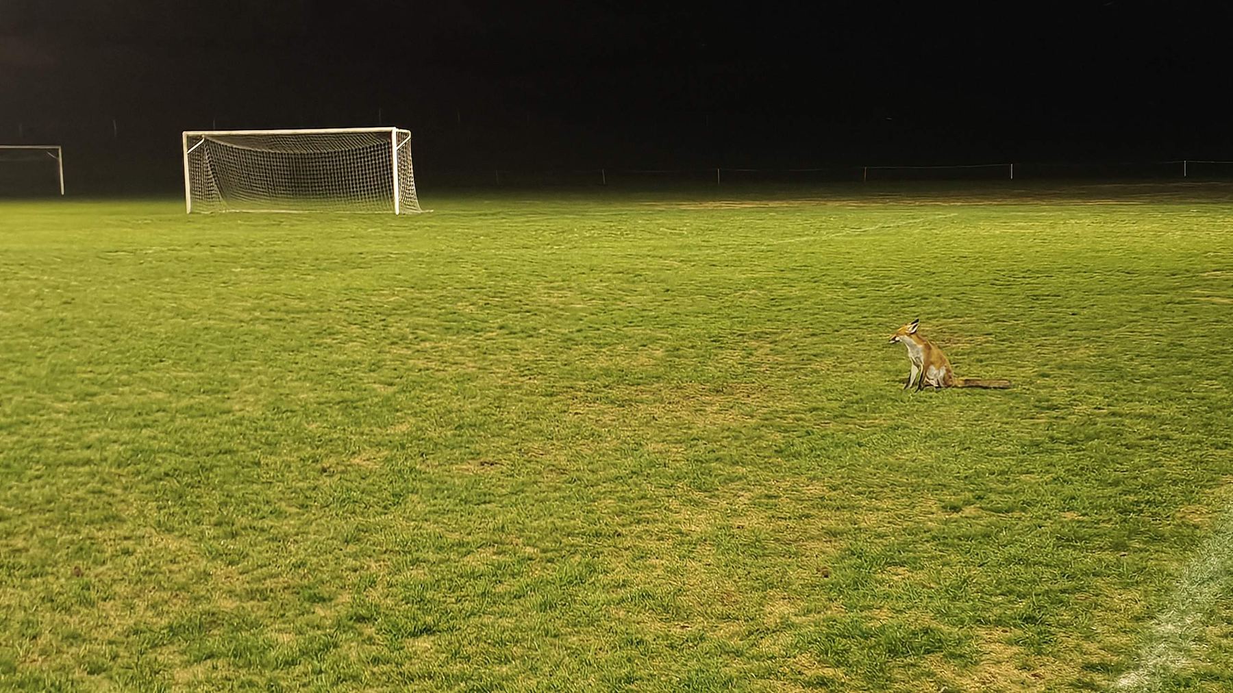 Le renard de Saint-Ursanne assis au milieu du terrain de football éclairé, de nuit, devant le but